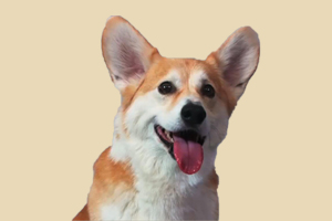 柯基犬掉毛怎么办