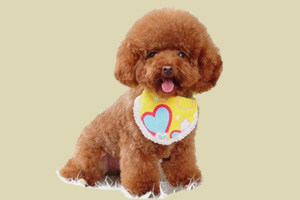 泰迪犬换毛多长时间