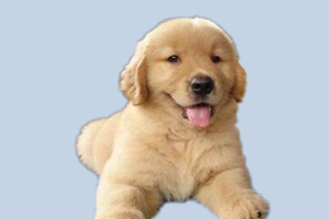 金毛幼犬吃什么蔬菜好