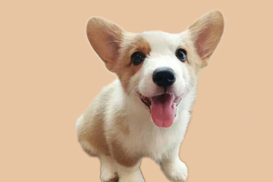柯基毛少怎么办