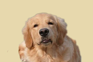 金毛犬喂什么毛发亮