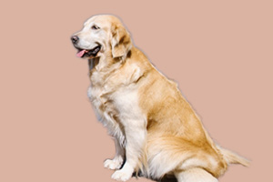 金毛犬不爱喝水怎么办
