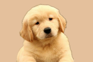 金毛幼犬瘦怎么办