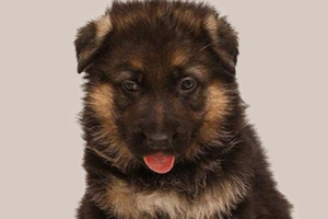 德牧幼犬吃什么长得快