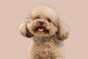 贵宾幼犬怎么养