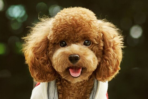 泰迪贵宾犬怎么养