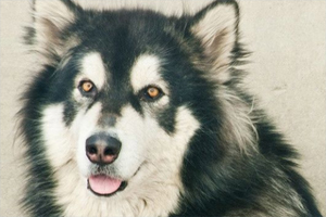 阿拉斯加犬吃什么长的又快又大