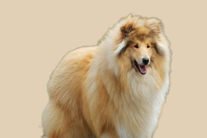 苏格兰牧羊犬能吃什么