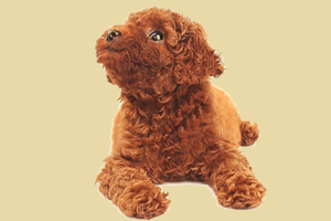 成年泰迪犬怎么养