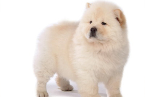 松狮幼犬吃什么