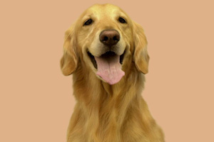金毛犬吃什么最好