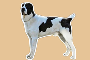 中亚牧羊犬吃什么