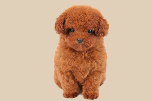 茶杯泰迪犬怎么养