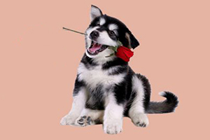哈士奇幼犬如何喂食
