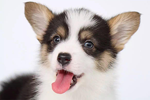 柯基幼犬怎么喂