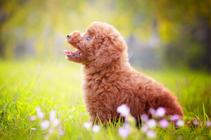 贵宾犬吃什么好
