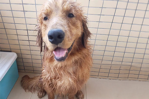 金毛犬怎么洗澡