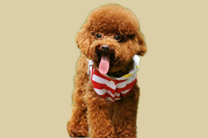 泰迪幼犬喂养注意事项