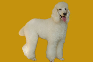 贵宾犬吃什么食物