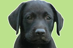 黑狼犬怎么养