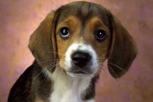 比格犬幼犬喂养注意什么