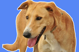 细犬怎么养