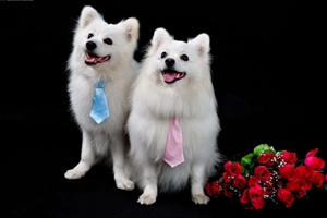 银狐犬如何剪毛