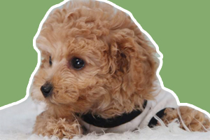 泰迪犬饲养注意事项