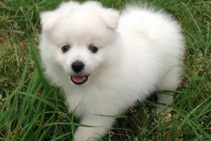 银狐犬吃什么