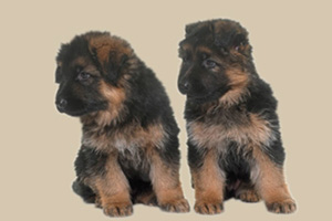 德国牧羊犬幼犬喂养方法
