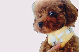 纯种泰迪犬怎么养