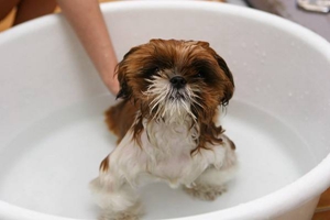 给狗狗怎么洗澡