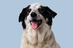 牧羊犬训练用什么食物