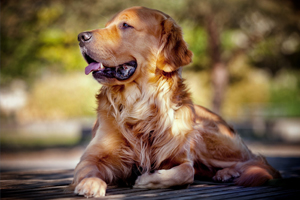 金毛犬如何饲养