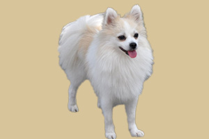 狐狸狗吃什么