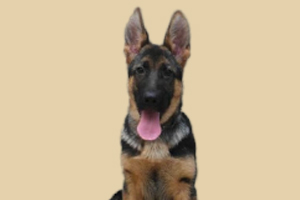 德国牧羊犬幼犬饲养方法