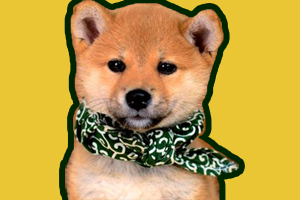 豆柴犬怎么养