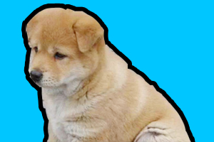 土狗幼犬怎么喂养