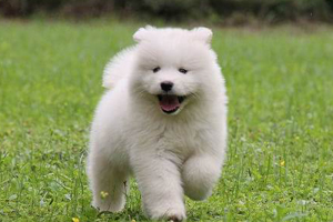 萨摩犬吃什么