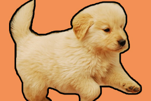 金毛幼犬怎么养长得快