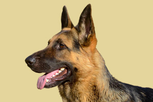德国牧羊犬吃什么肥