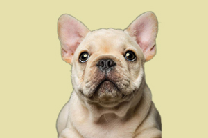 法斗犬什么时候发情