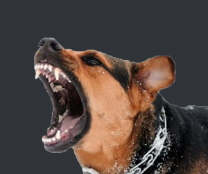 疯狗病的症状