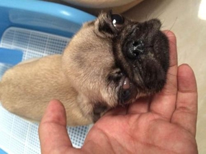 犬瘟热晚期症状介绍