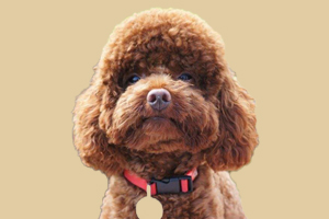 泰迪犬什么时间发情