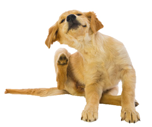 犬疥螨病怎么治疗