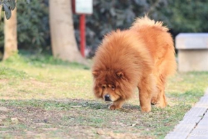 松狮发情怎么办