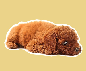 犬瘟热初期症状有哪些
