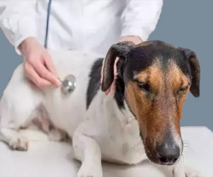 犬瘟热初期怎么治疗