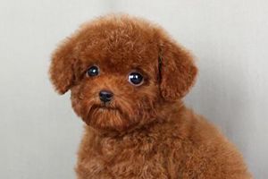 泰迪什么时间能配种